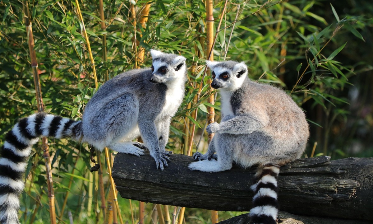 Dos lémures en el bosque de bambú de Madagascar - Two lemurs in the bamboo forest of Madagascar - Dois lêmures na floresta de bambu de Madagascar